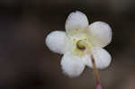 Pipsissewa <BR>Spotted wintergreen